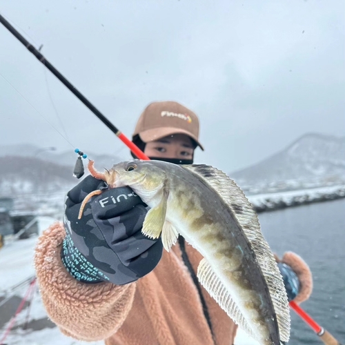 ホッケの釣果