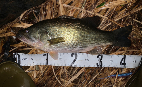 ブラックバスの釣果