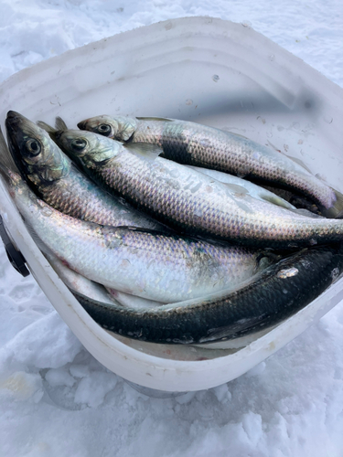 ニシンの釣果