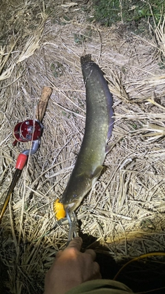 マナマズの釣果