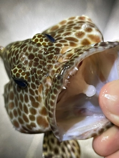 カンモンハタの釣果