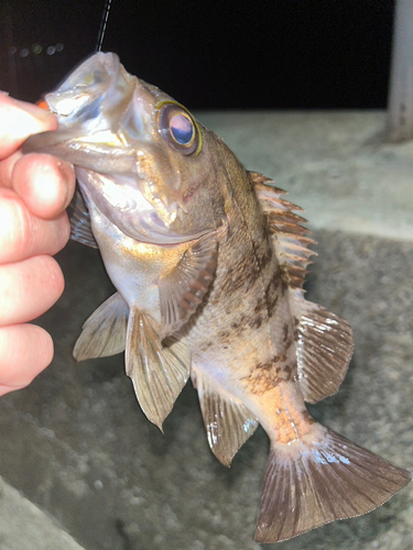 クロメバルの釣果