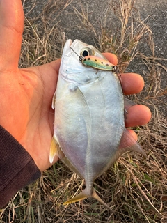 メッキの釣果