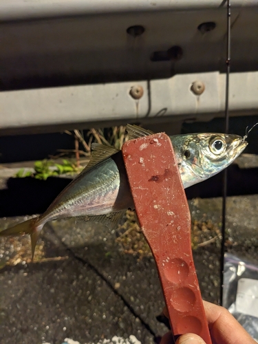 マアジの釣果