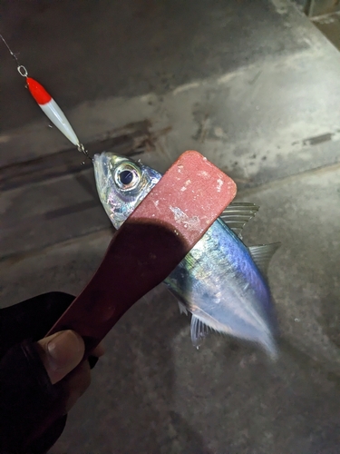 メアジの釣果