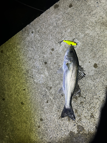 シーバスの釣果