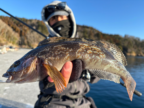 アイナメの釣果