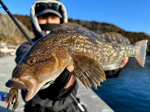 アイナメの釣果