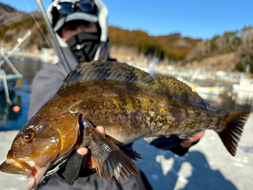 アイナメの釣果