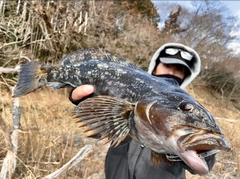 アイナメの釣果