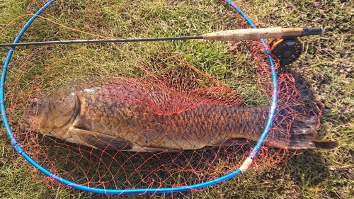 コイの釣果