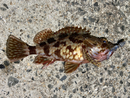 カサゴの釣果