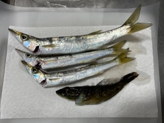 カマスの釣果