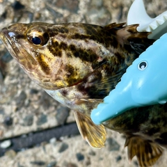 タケノコメバルの釣果