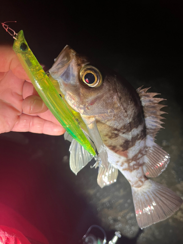 メバルの釣果