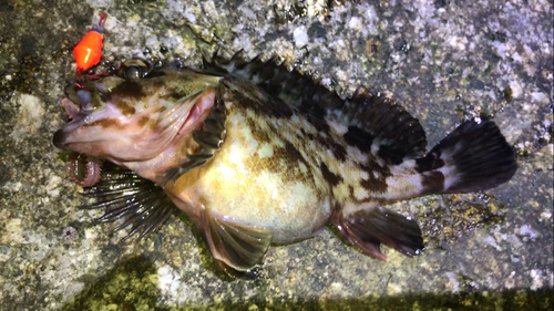 カサゴの釣果