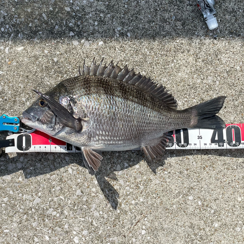 チヌの釣果