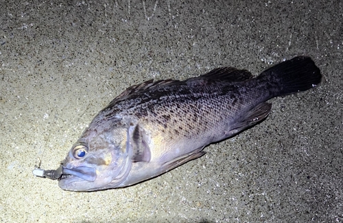 クロソイの釣果