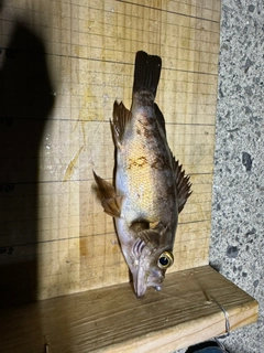 シロメバルの釣果