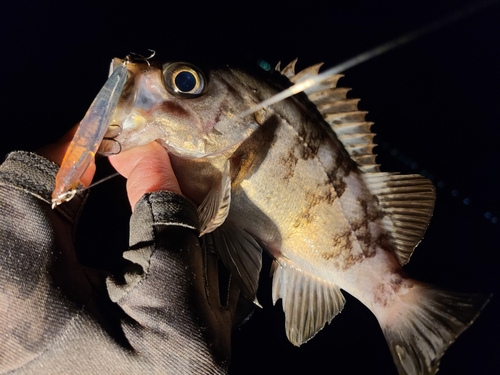 メバルの釣果