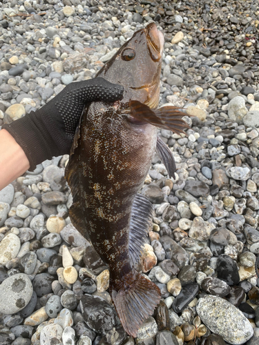 アイナメの釣果