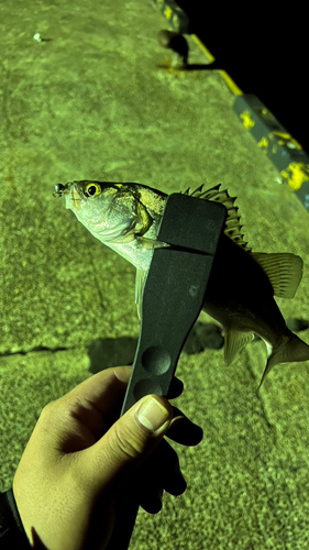 セイゴ（マルスズキ）の釣果