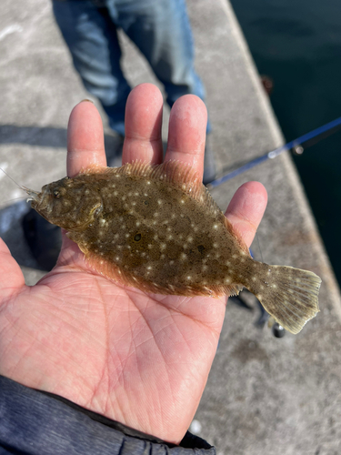 ソゲの釣果