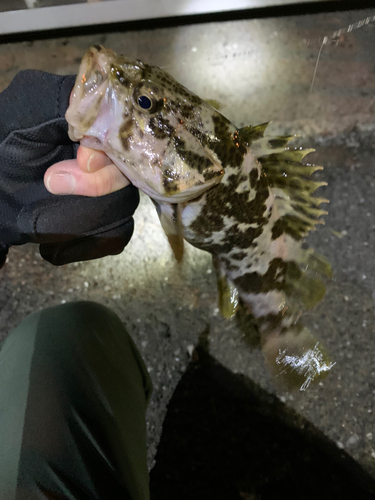 タケノコメバルの釣果