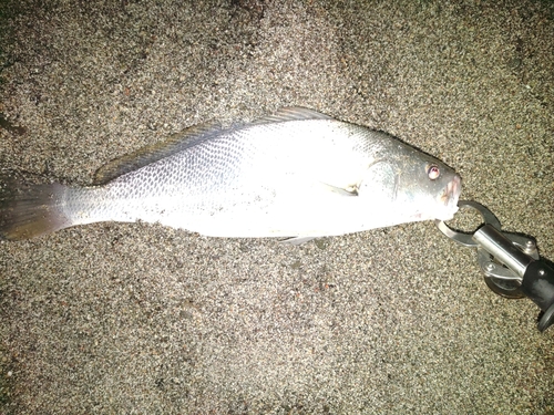 ニベの釣果