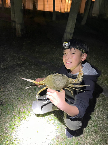 ノコギリガザミの釣果