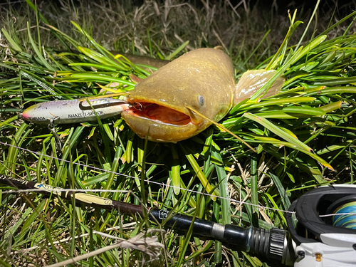 ナマズの釣果