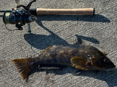 アイナメの釣果