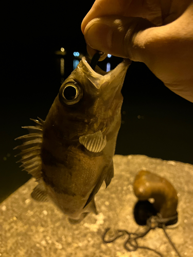 シロメバルの釣果