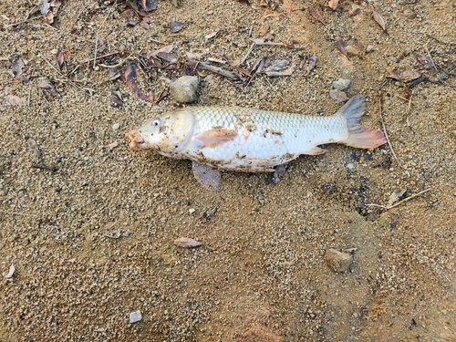 ニゴイの釣果