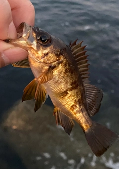 クロメバルの釣果