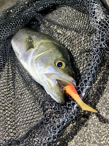 フッコ（マルスズキ）の釣果