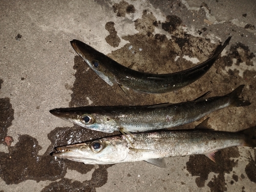 カマスの釣果