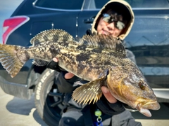 アイナメの釣果