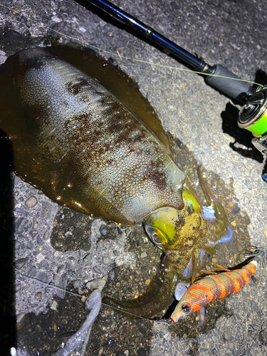 アオリイカの釣果