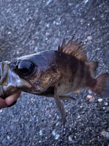 メバルの釣果