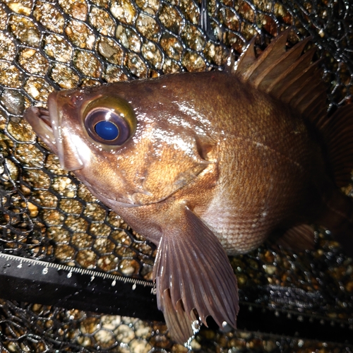 メバルの釣果