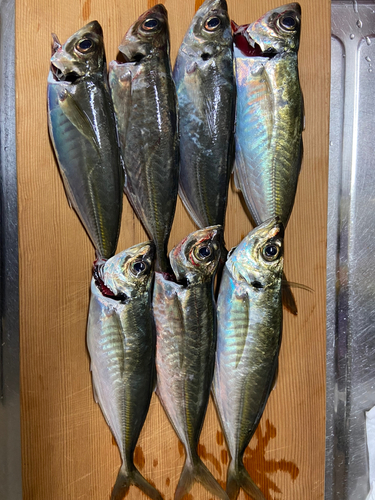 アジの釣果