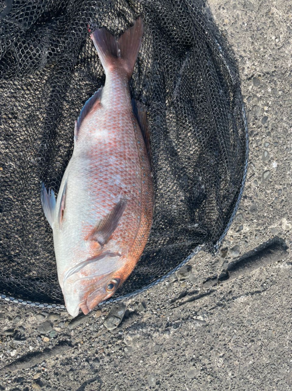 よしよし0929さんの釣果 2枚目の画像