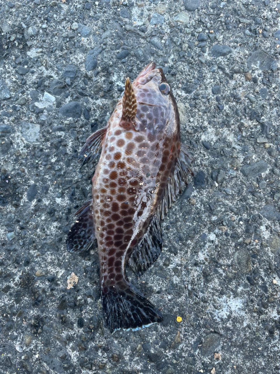 よしよし0929さんの釣果 3枚目の画像