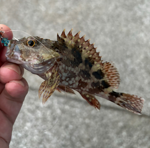 カサゴの釣果