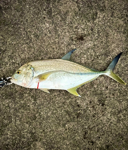 オニヒラアジの釣果