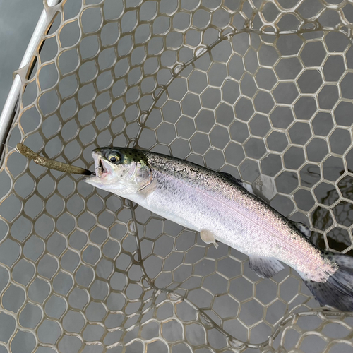 ニジマスの釣果