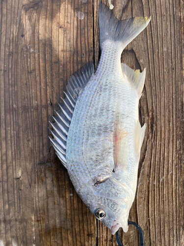 キビレの釣果