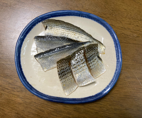 コノシロの釣果