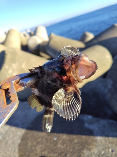 ムラソイの釣果